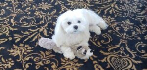 A Maltese dog with a toy