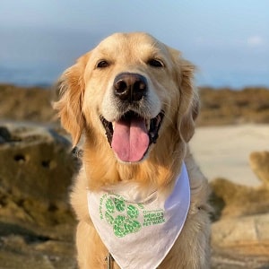 A happy golden retriever wearing a World's Largest Pet Walk bandanna poses on a beach.