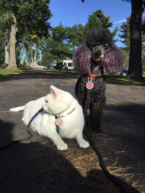 A white cat and a black miniature poodle sitting together, both wearing harnesses and leashes.