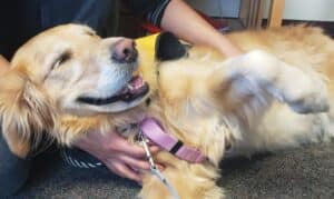 A golden retriever therapy dog wearing a Pet Partners vest lies on the floor with a happy expression as multiple people pet her