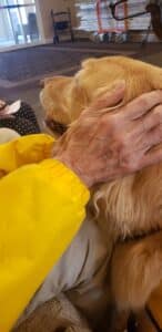 The hands of an older adult pet a golden retriever therapy dog.