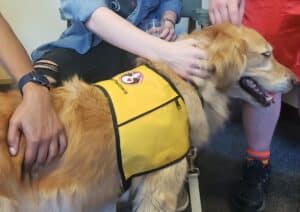 A golden retriever therapy dog wearing a Pet Partners vest is petted by multiple people
