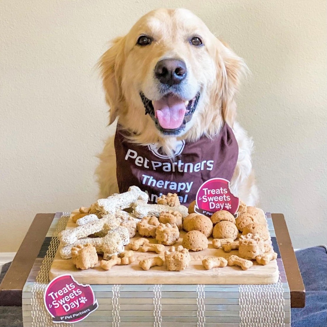 A golden retriever therapy dog wearing a Pet Partners bandana poses behind a box full of treats. The box is decorated with Treats & Sweets Day stickers.