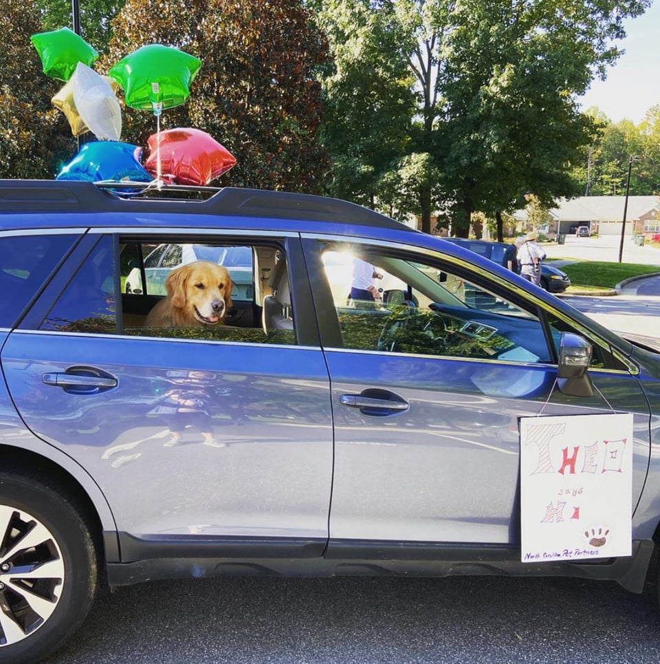 A golden retriever therapy dog sticks his head out the window of a car that has balloons and a sign on it as part of a therapy animal parade.