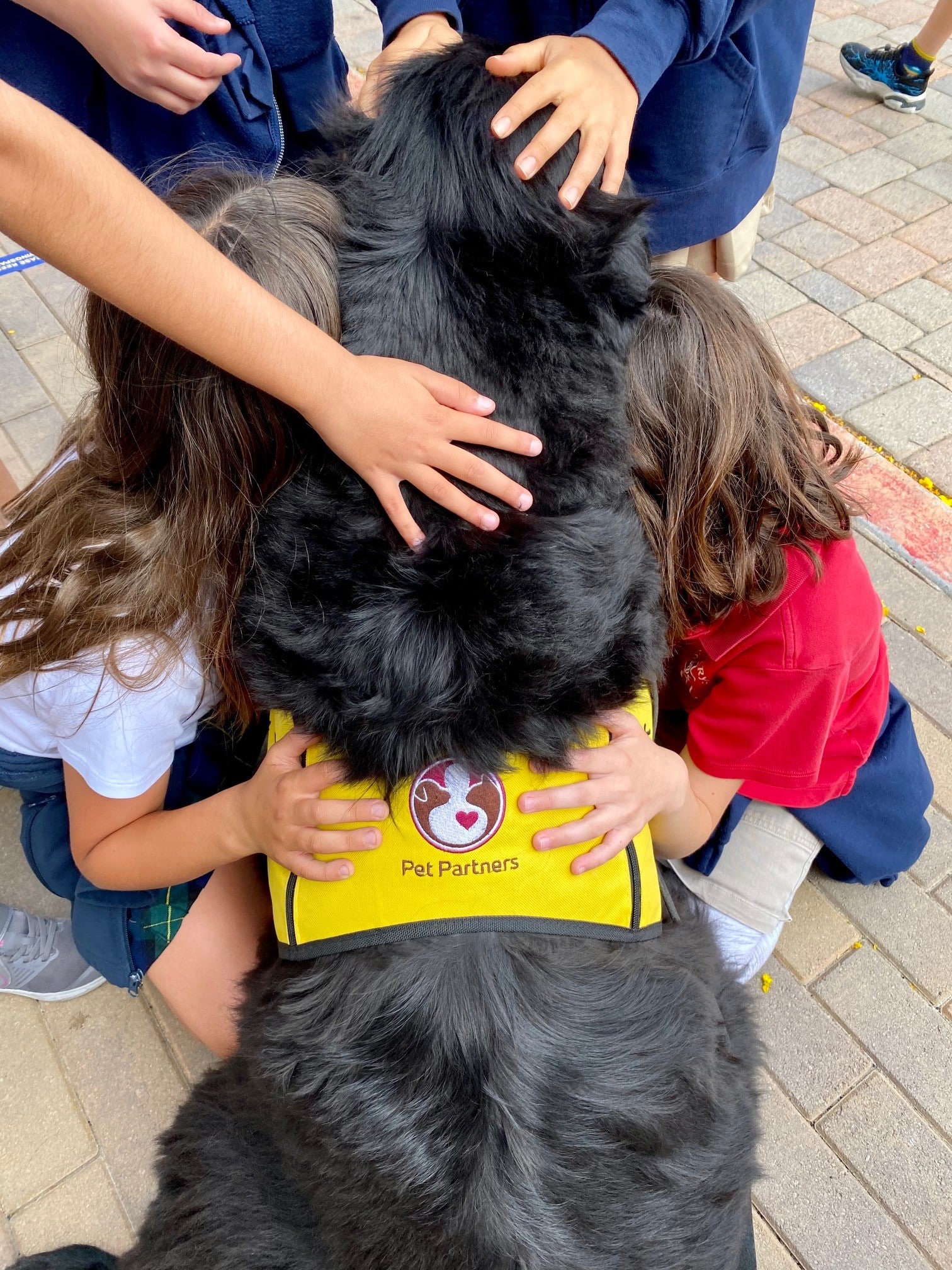 A group of children pet and hug a Newfoundland therapy dog wearing a Pet Partners vest.