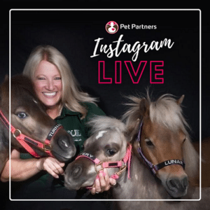 Pet Partners Instagram Live: A woman with three therapy mini horses