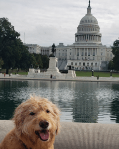 A therapy dog in front of the U.S. Capitol building