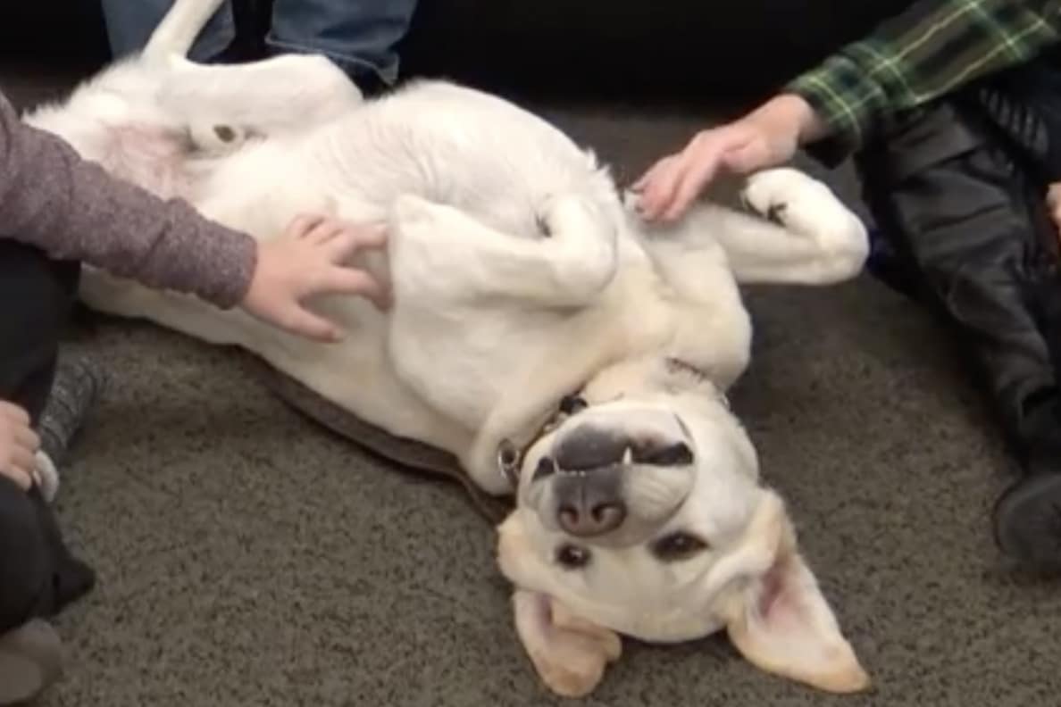 A therapy dog lies on his back being petted by students at Washington State University