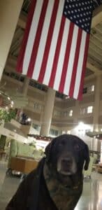 A chocolate Lab therapy dog sits under an American flag in the atrium of a VA medical center
