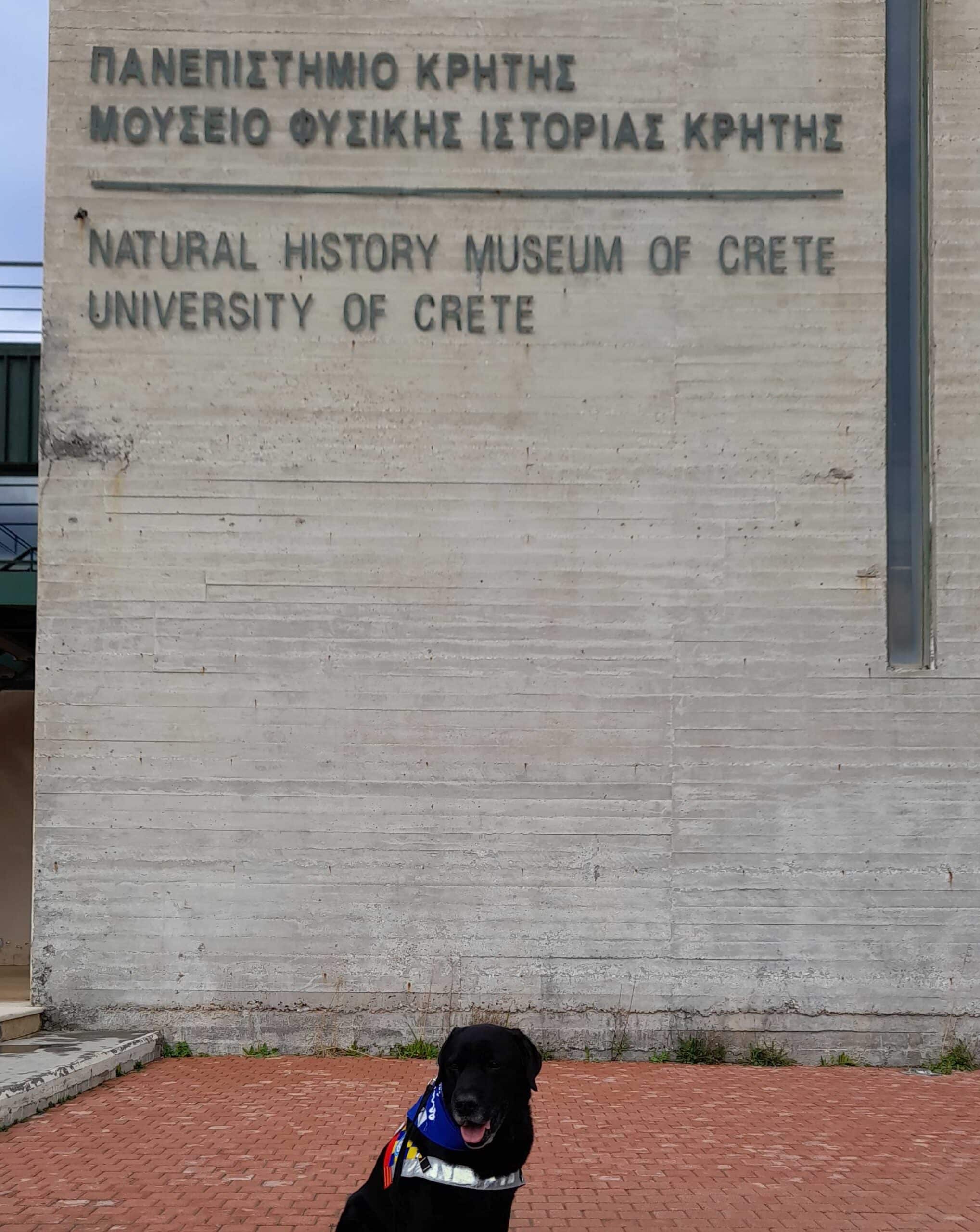 A black Labrador retriever in front of the Museum of Natural History of Crete.