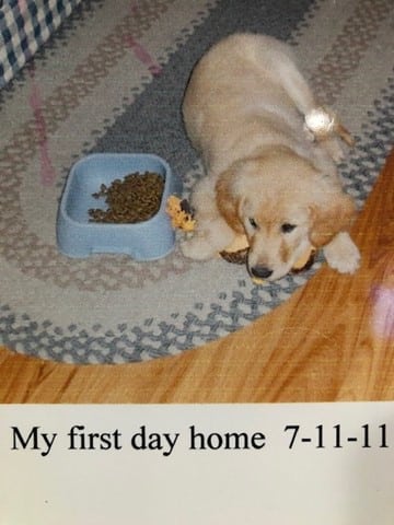 A photo of a golden retriever puppy lying on a rug with a toy and a bowl of kibble, with the words "My first day home 7-11-11" underneath the photo.