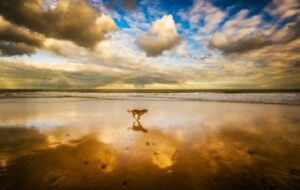 A dog runs along a beach with beautiful clouds above.