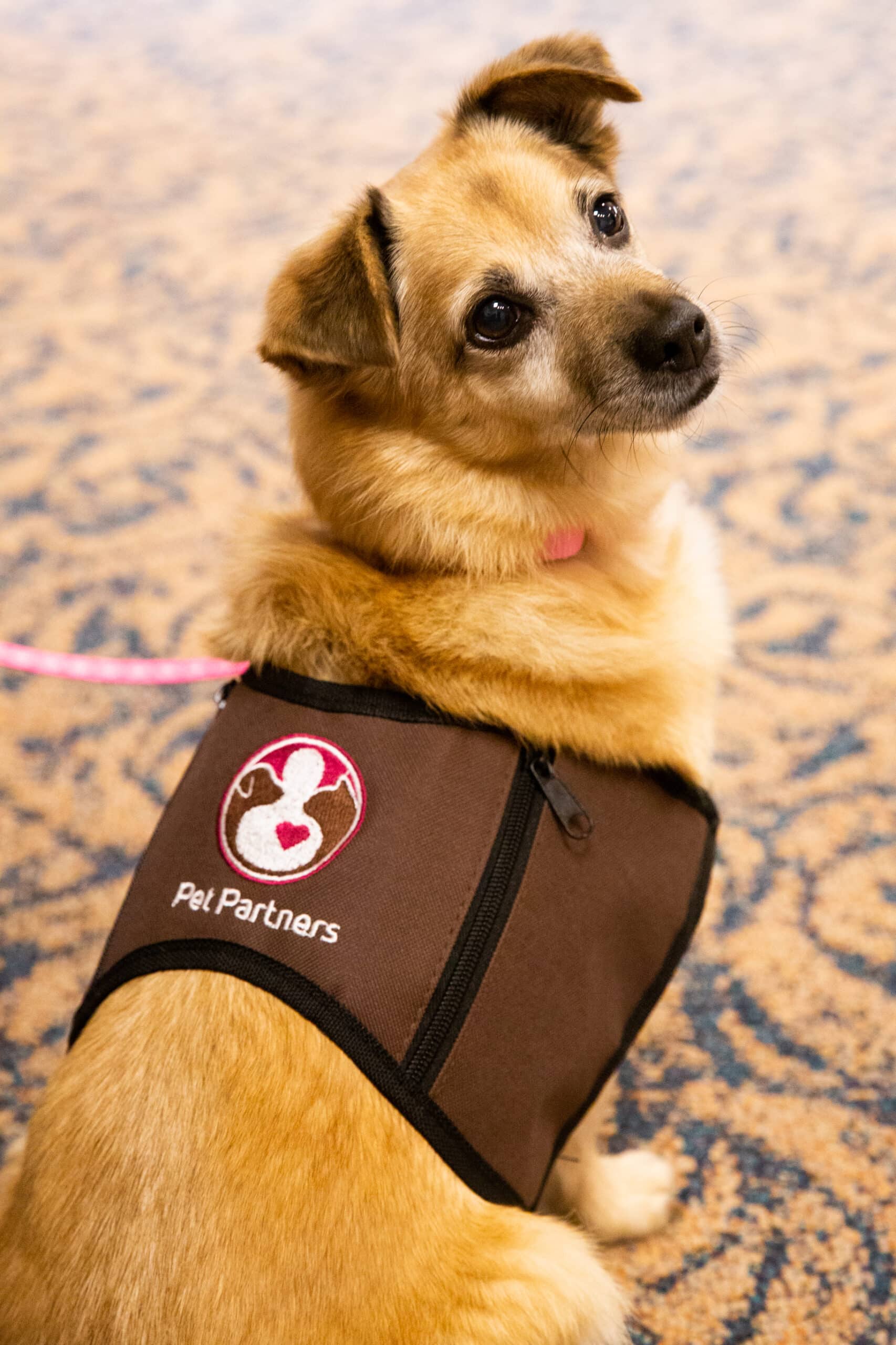 A small mixed-breed therapy dog wears a brown Pet Partners vest.