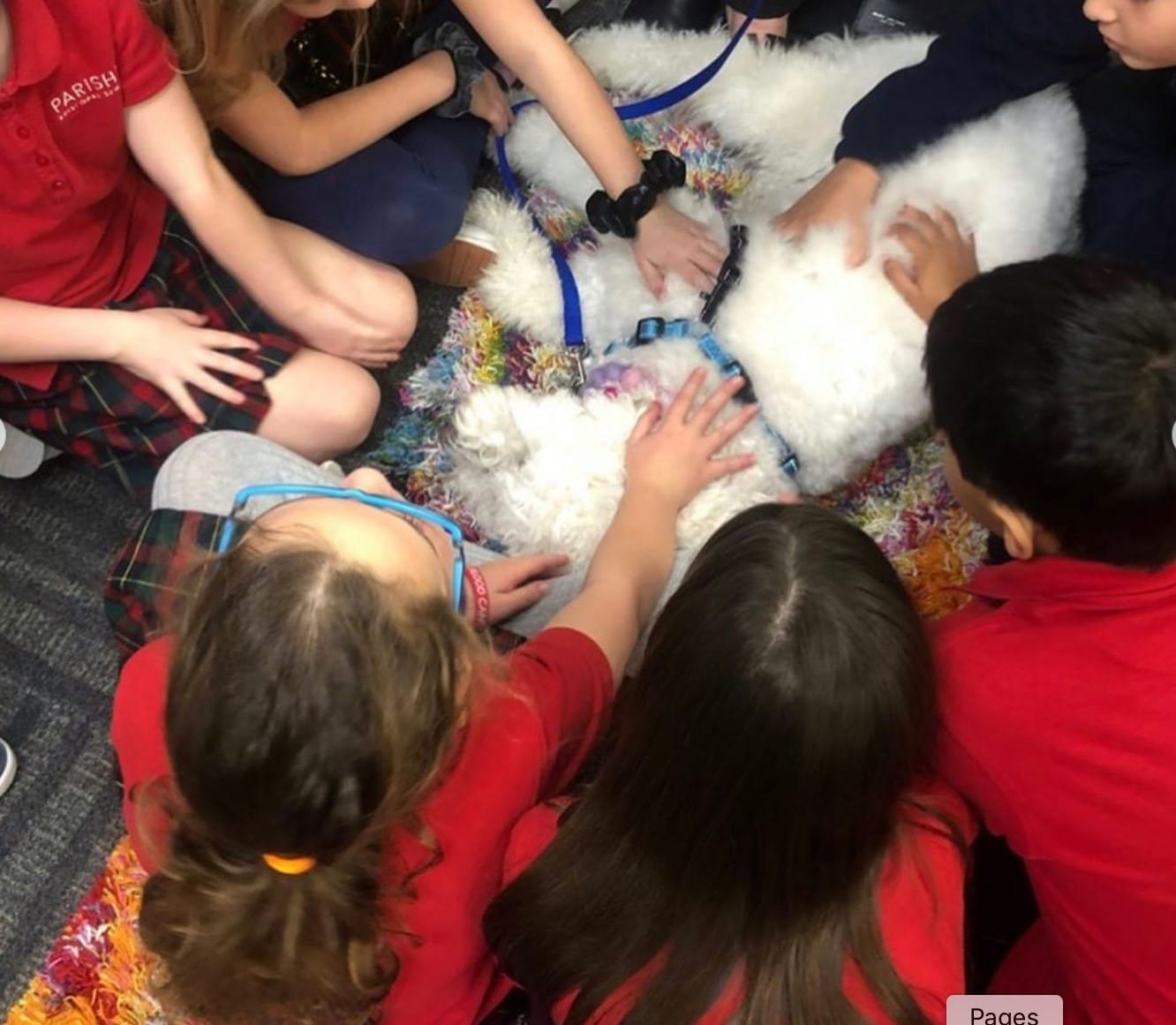 A group of children in a classroom surround and pet a fluffy white therapy dog.