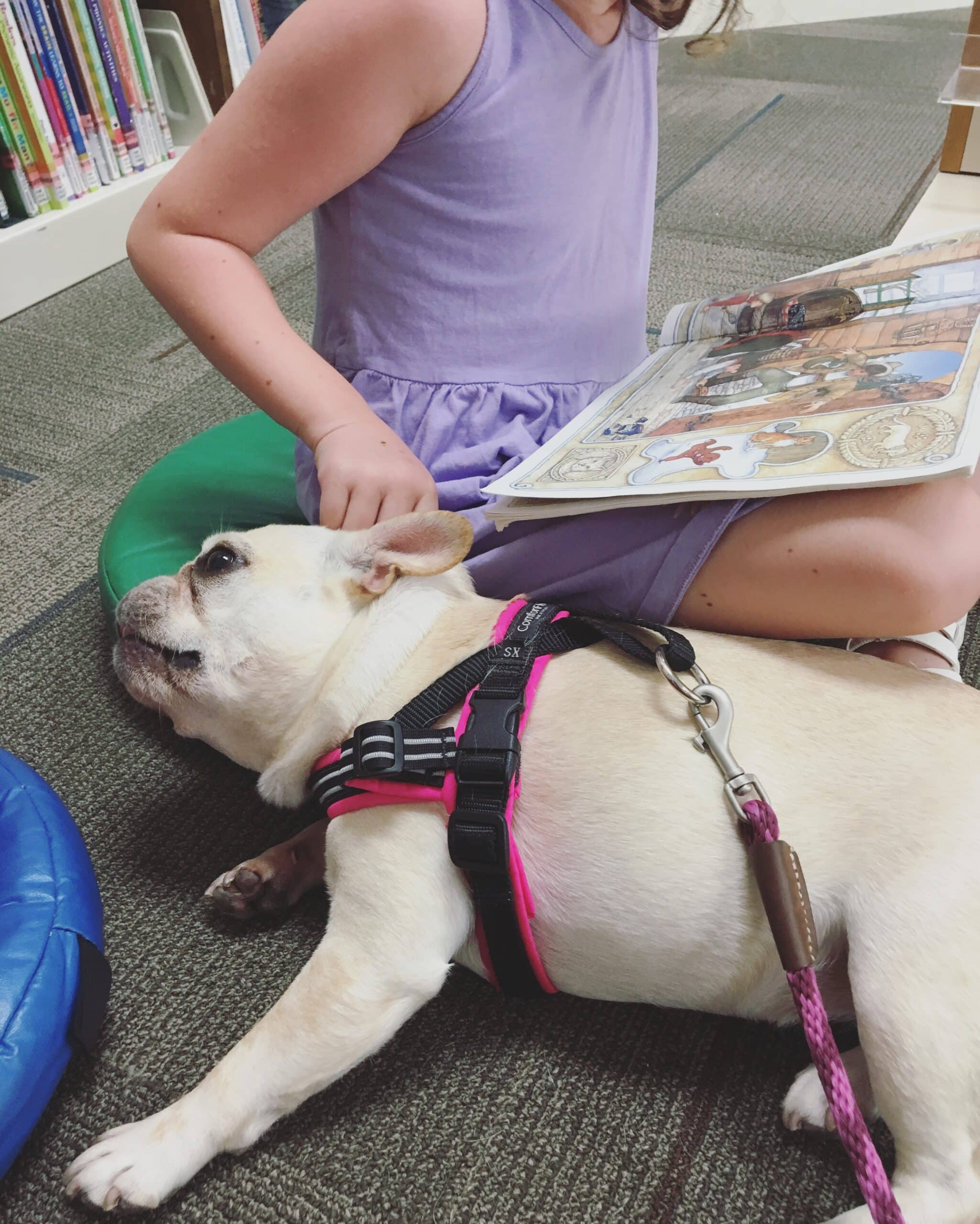 A child reading a book reaches out to pet a French bulldog therapy dog lying alongside.