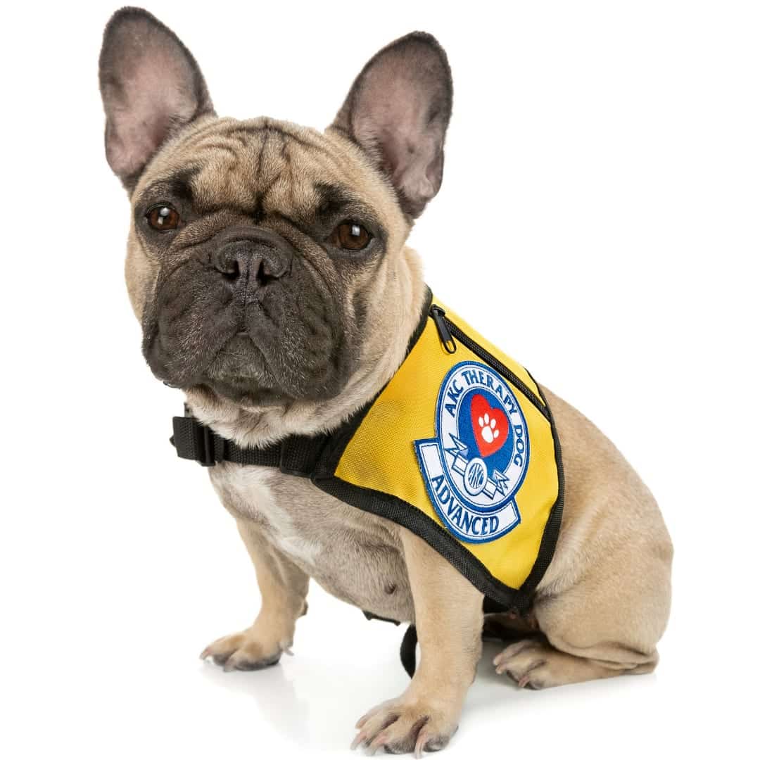 A fawn-colored French bulldog poses wearing a therapy animal vest.