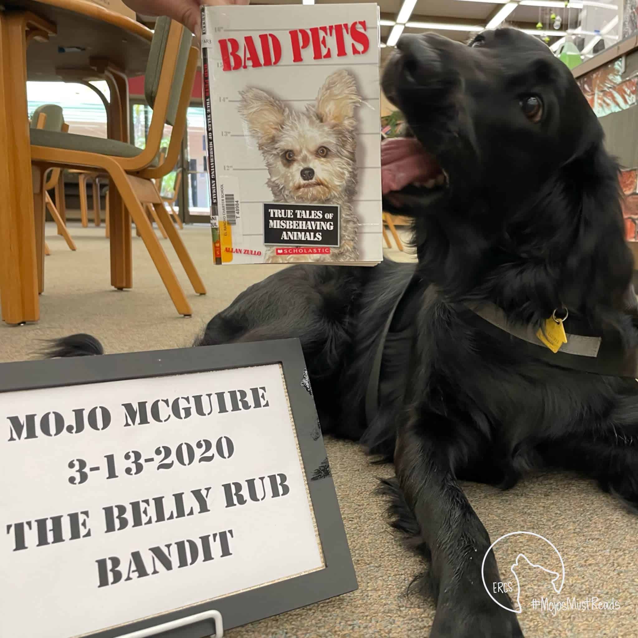 A flat-coated retriever poses with a sign reading "Mojo McGuire the Belly Rub Bandit"
