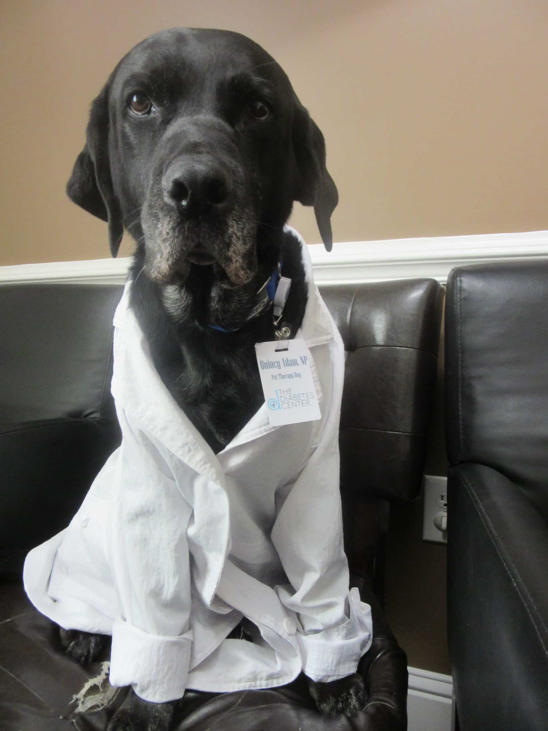 A black Lab wearing a white lab coat and an ID badge poses on a chair.