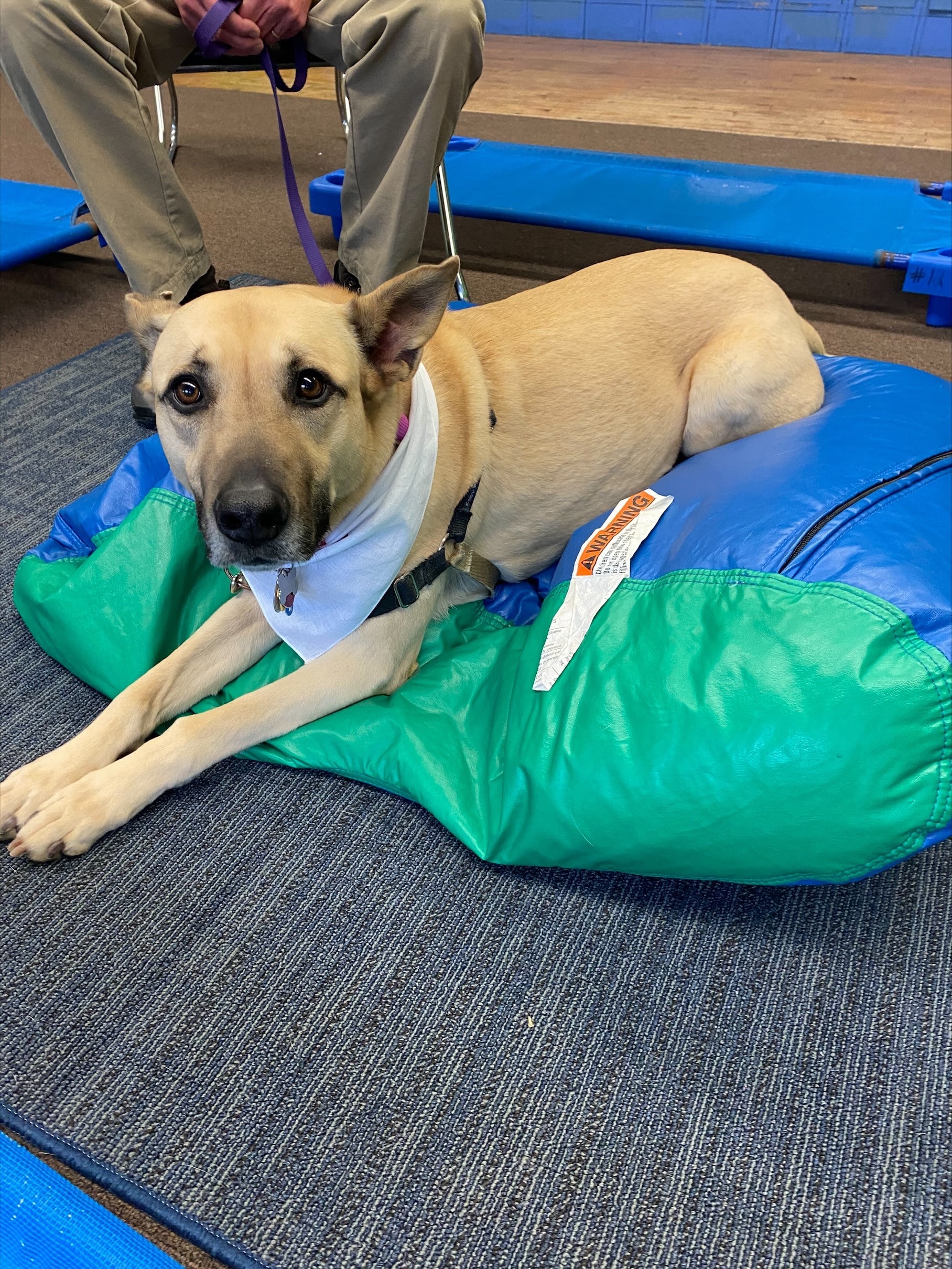 A mixed-breed therapy dog lies on a cushion in a classroom. Her handler sits on a chair behind her holding her leash.