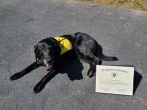 A Pet Partners therapy dog lies next to a National Therapy Animal Day proclamation from the Commonwealth of Massachusetts