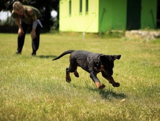 A black and brown puppy running in the grass while a person in the background encourages them, perhaps as part of training