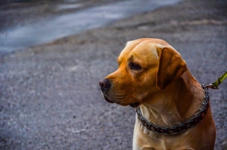 A yellow Labrador retriever looking at something in the distance and wearing a heavy collar and leash
