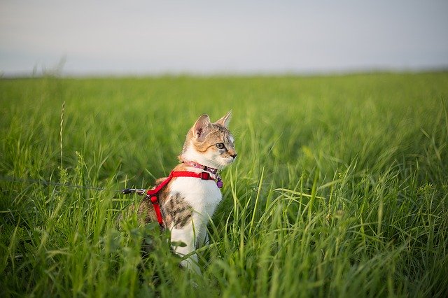 A shorthaired cat sitting in the grass and wearing a red harness and leash