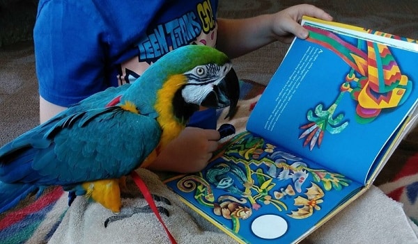 A blue and gold macaw reading a book with a child