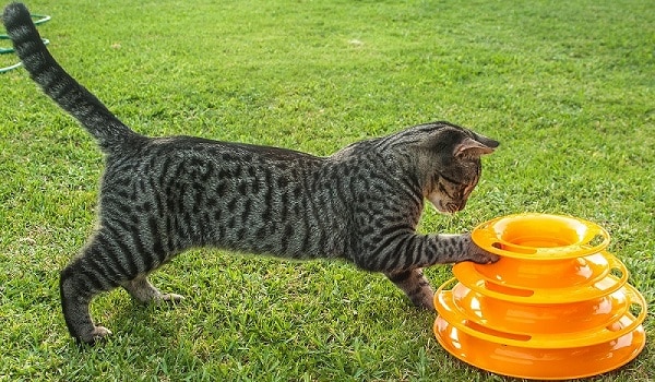 A gray tabby cat playing with a large orange multi-tiered ring toy