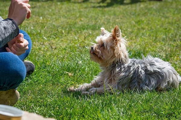 A small long-haired terrier dog being trained in down or stay