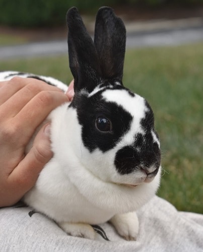 A black and white rabbit resting on a person and being held gently between hands