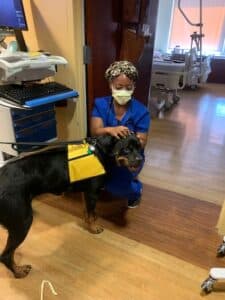 A woman in scrubs kneels on the hospital floor to pet a therapy dog.