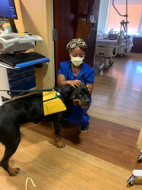 A masked healthcare worker pets a Rottweiler therapy dog in a hospital.