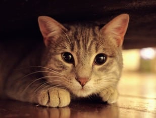 A tabby cat crouched under a piece of furniture with extremely dilated pupils, indicating fear