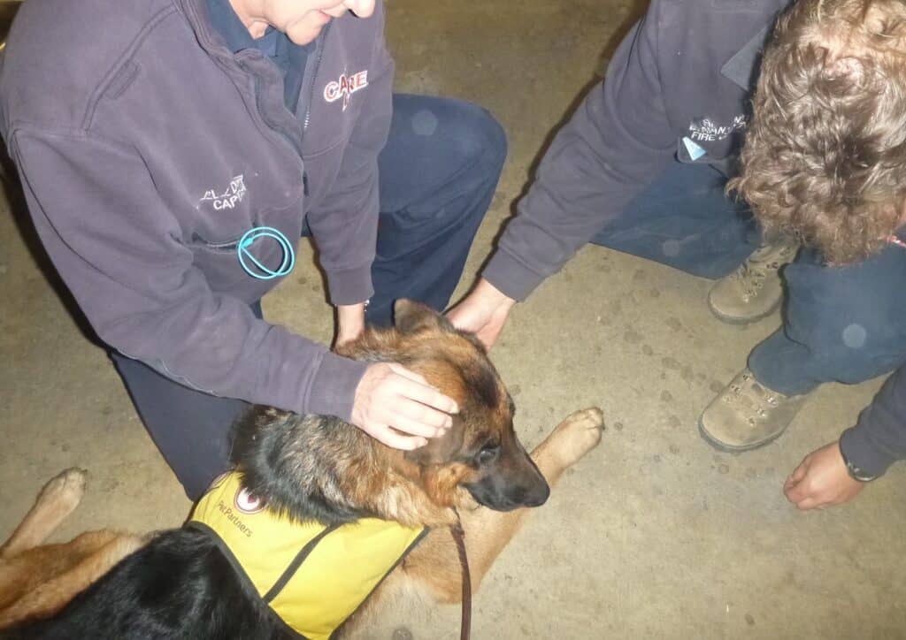 Animal-Assisted Crisis Response: Expanding the Impact of Therapy ...