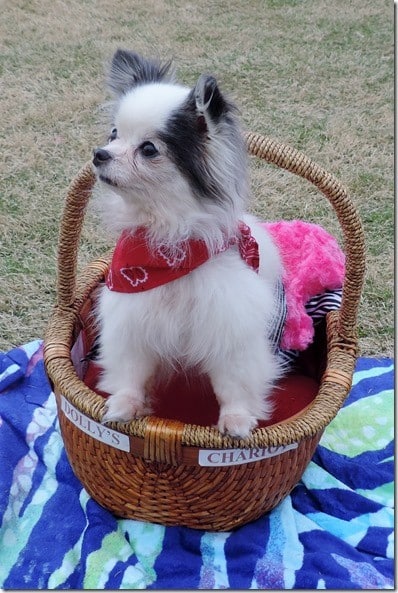A long-haired chihuahua therapy dog stands with her feet on the edge of her basket, labeled "Dolly's Chariot."
