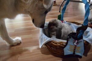 A golden retriever investigates a therapy lop-eared rabbit in a basket.