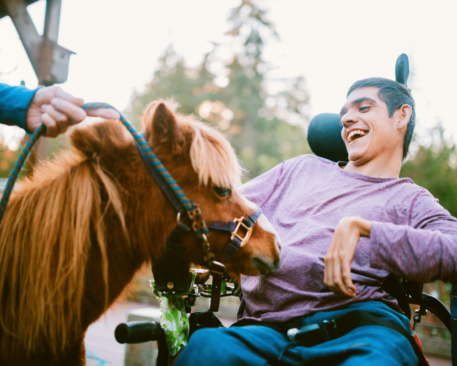 A person in a wheelchair interacts with a miniature horse in a park.