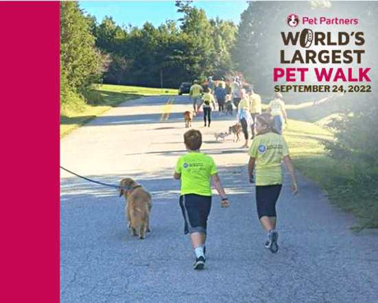 A photo taken from the back of a group of walkers and their pets walking down a road