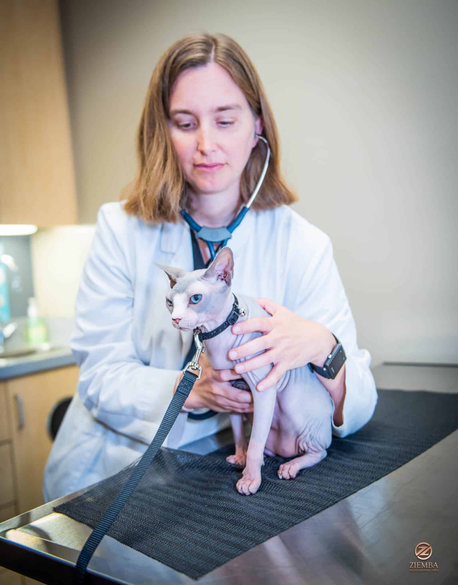 The Importance of Infection Control During Therapy Animal Visits Pet