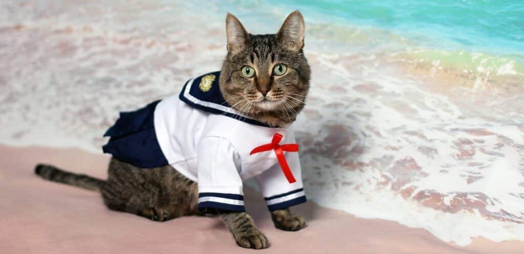 Cat wearing a sailor costume. Image by Uki Eiri from Pixabay