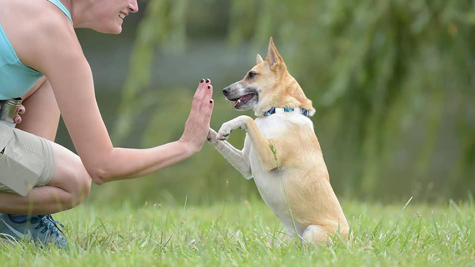 Pet Partners handler gives a high five to her small dog.