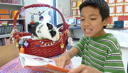 A young boy in a classroom reads to a rabbit in a basket.