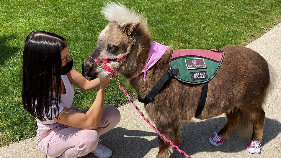 Lunar the mini horse shown with a young girl during an AACR visit.