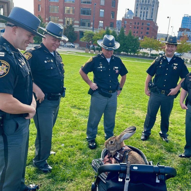 Therapy rabbit George sits in a stroller, while smiling uniformed officers stand around him.