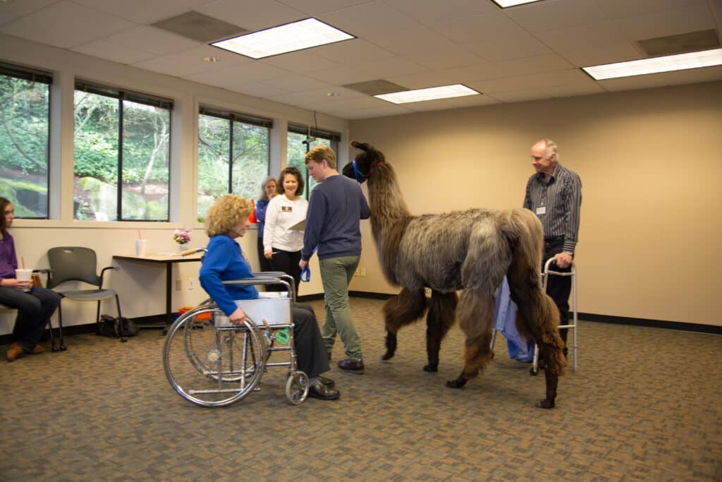 A therapy llama team undergoes a team evaluation, gauging how they respond to interacting with people using mobility devices. Photo by Dani Weiss.