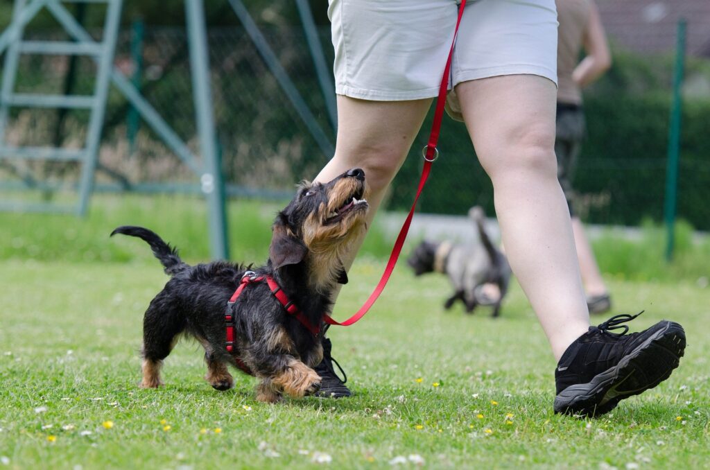 A wire-haired dachshund wearing a red harness and leash, walking alongside a person and looking up at the person for direction. Image by Katrin B. from Pixabay