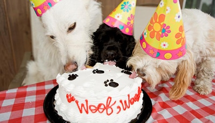 3 dogs with party hats lick a doggie cake.