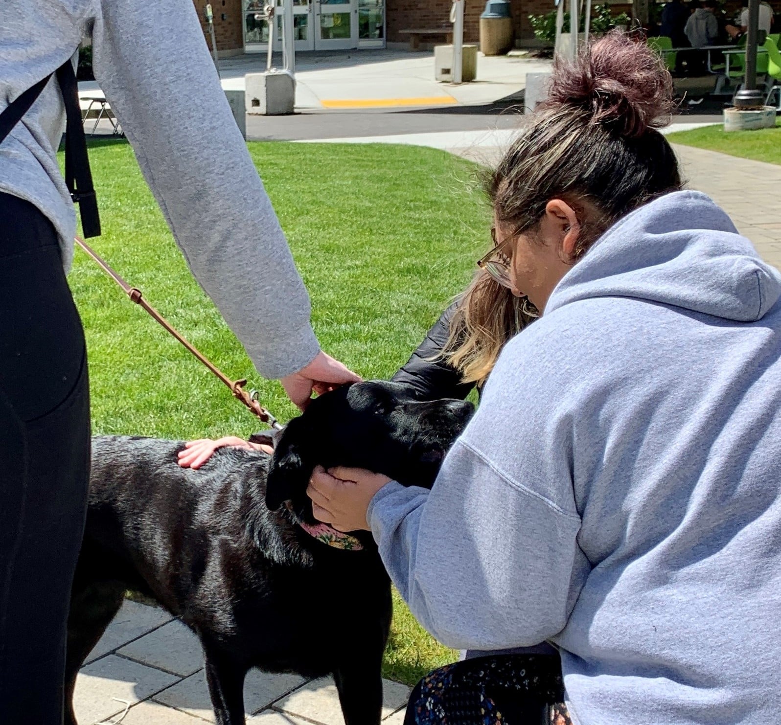 Black lab received pets and attention during a visit.
