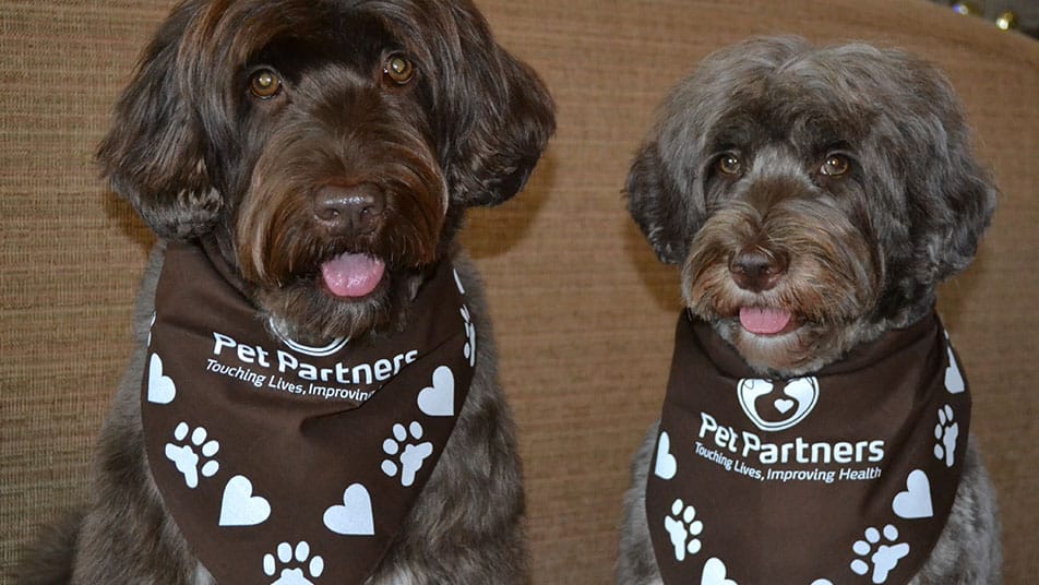 Two brown dogs wearing Pet Partners bandannas are sitting side-by-side.